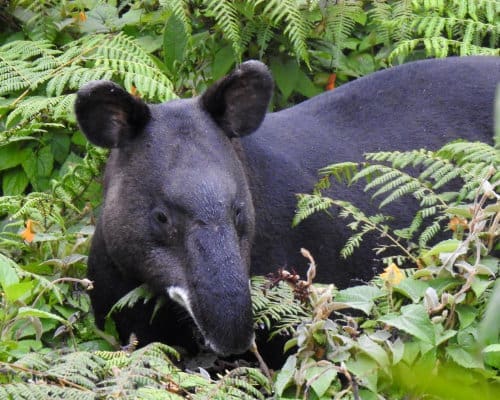 A large Andean Tapir stands in the green brush of the tropical lowland cloud forest of Ecuador's East Slope