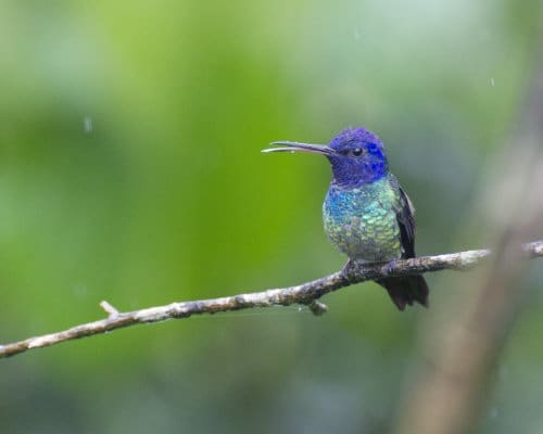 A hummiingbird with a deep blue head, light green breast with irridescent turquoise blue feathers at its neckline perches with its beak open