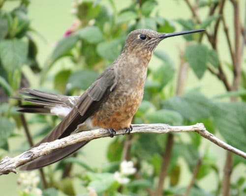 A simple brown hummingbird with long beak perches on a branch