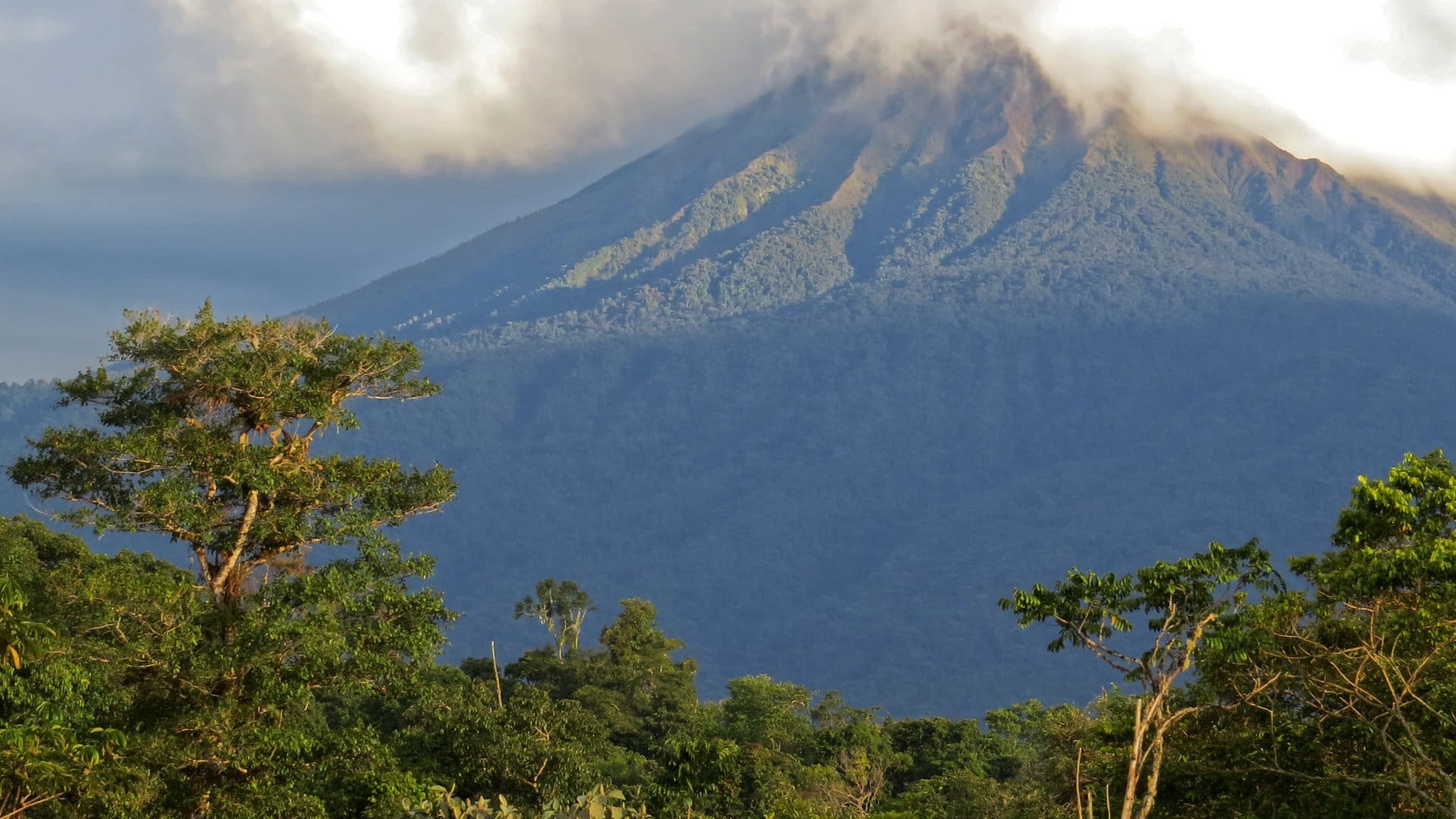 The rainforest covered Sumaco Volcano stands before a line of tall trees and is shrouded in clouds at its upper peak.