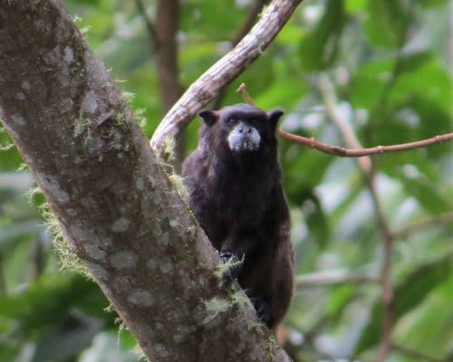 A dark monkey called a Napo Tamarin, looks towards the camera from his perch on a tree in the nearby rainforest