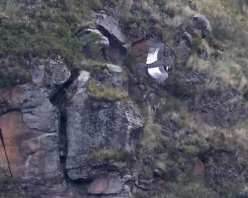 An Andean Condor flies with wings spread in front of a cliffside where it nests