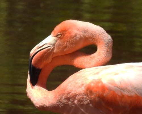 Close-up portrait of a Chilean Flamingo, its curved neck folded back and resting on its body.