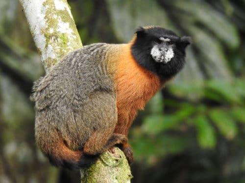 A Golden-mantled Tamarin monkey crouches on a branch. His black face is grizzled gray at mouth and nose, his chest and front arms are orange, and his hindquarters are mottled brown and dark gray