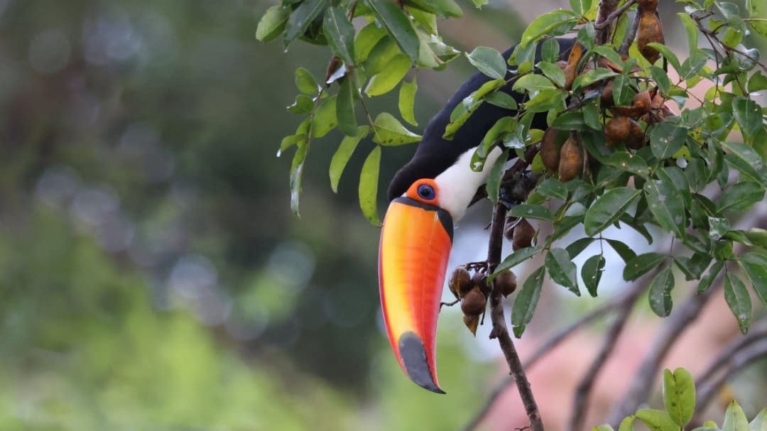 A White-throated Toucan peers from the foliage of a low lying branch in the Yasuni National Park.