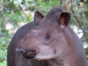 South American Tapir