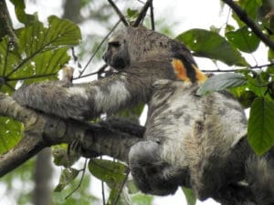 Two-toed Sloth