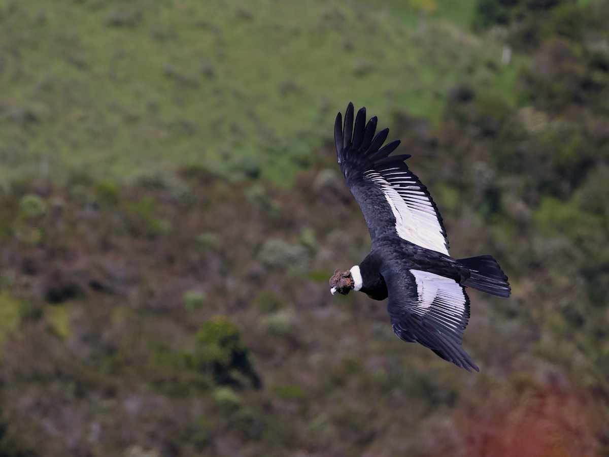 An Andean Condor in flight on a tour of  Antisana National Park