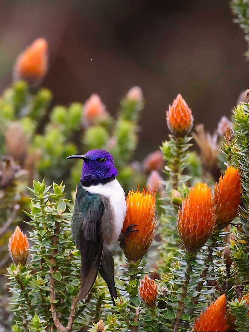 An Ecuadorian Hillstar hummingbird feeds on a chuquiragua flower in Ecuador's Andean páramo.