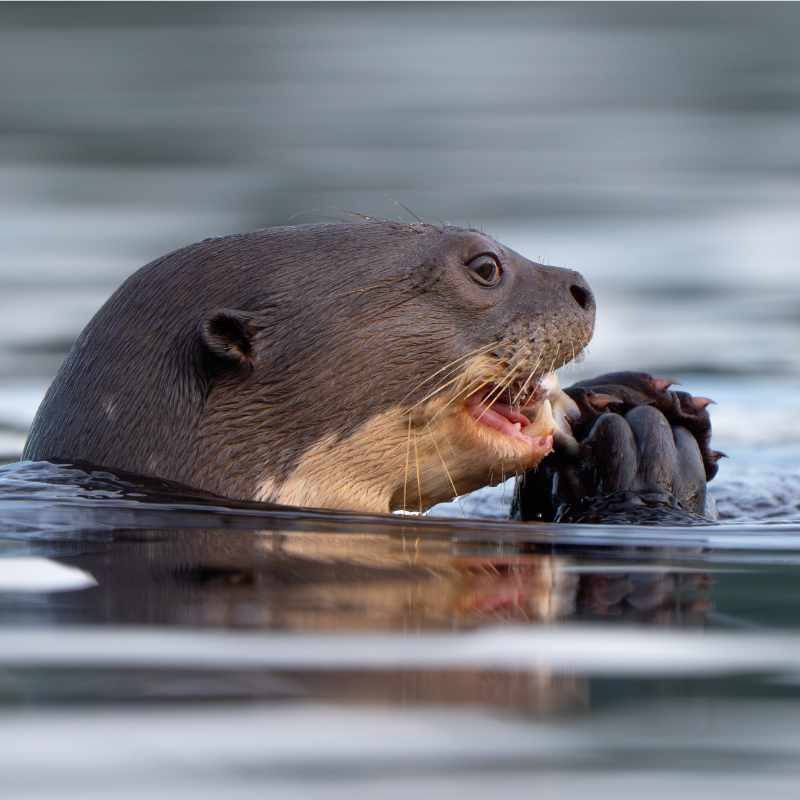 A giant otter floats in an Amazon lake in Ecuador's Yasuni National Park, eating food held in its claws.