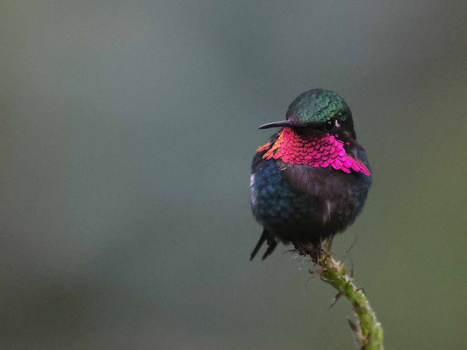 A Gorgeted Woodstar hummingbird in Ecuador's Andean cloud forest, its iridescent pink throat gleaming against deep green plumage.