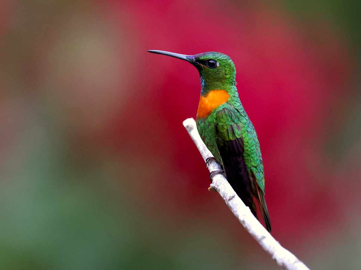 A Gould's Jewelfront hummingbird perches with its brilliant orange chest and iridescent green body shining against a deep red background.