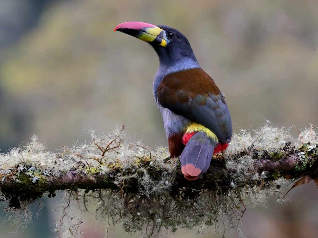 A Grey-breasted Mountain Toucan perched on a wide mossy branch at Guango Lodge.