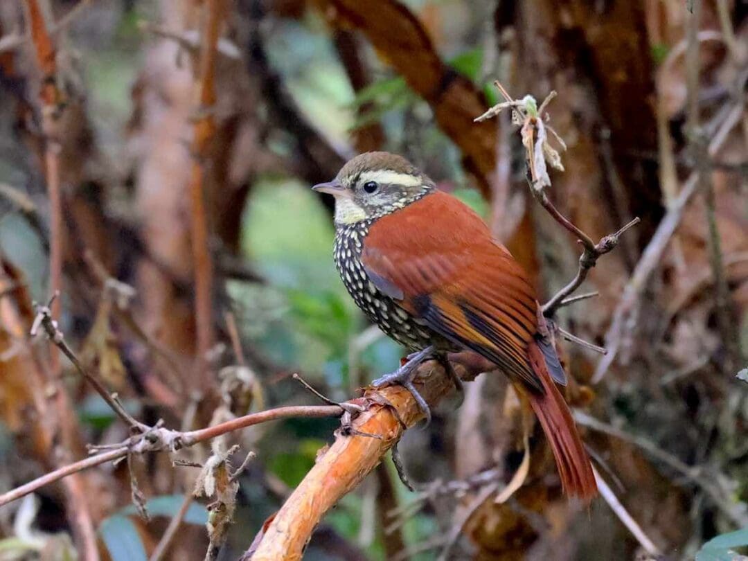A Pearled Treerunner perched on a tree branch in an East Slope cloudforest.