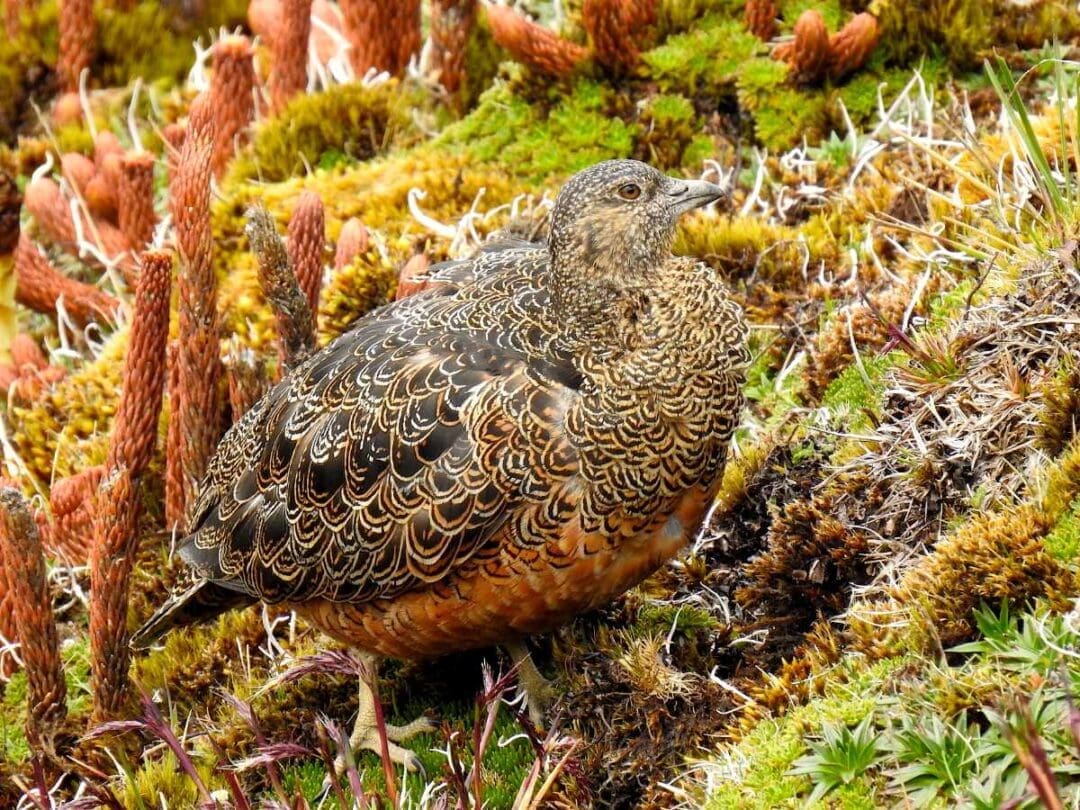A Rufous-bellied Seedsnipe's mottled feathers blend into reddish dead man's fingers and yellow-green moss in the páramo at Papallacta Pass, Ecuador.