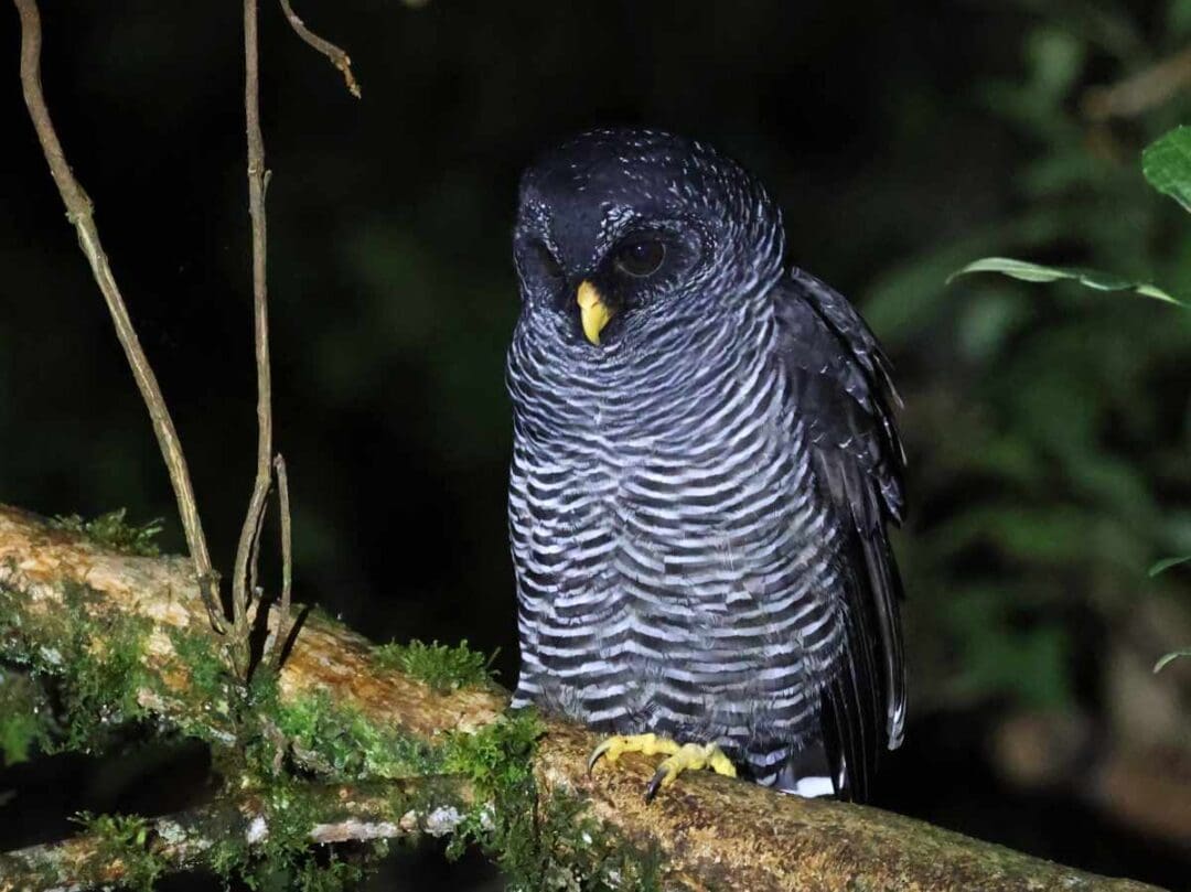 A San Isidro Owl perches on a branch — plumage midway between the Black-banded and Black-and-white Owl, and possibly an undescribed species found only at this reserve.