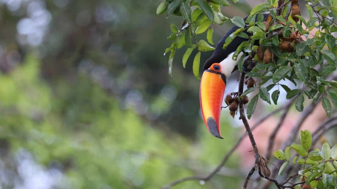 A white-throated toucan peers out from the foliage of a tree in Ecuador's Amazon rainforest.